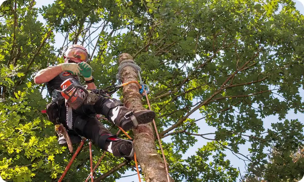 a tree surgeon hanging from a tree whilst pressing buttons on his chainsaw