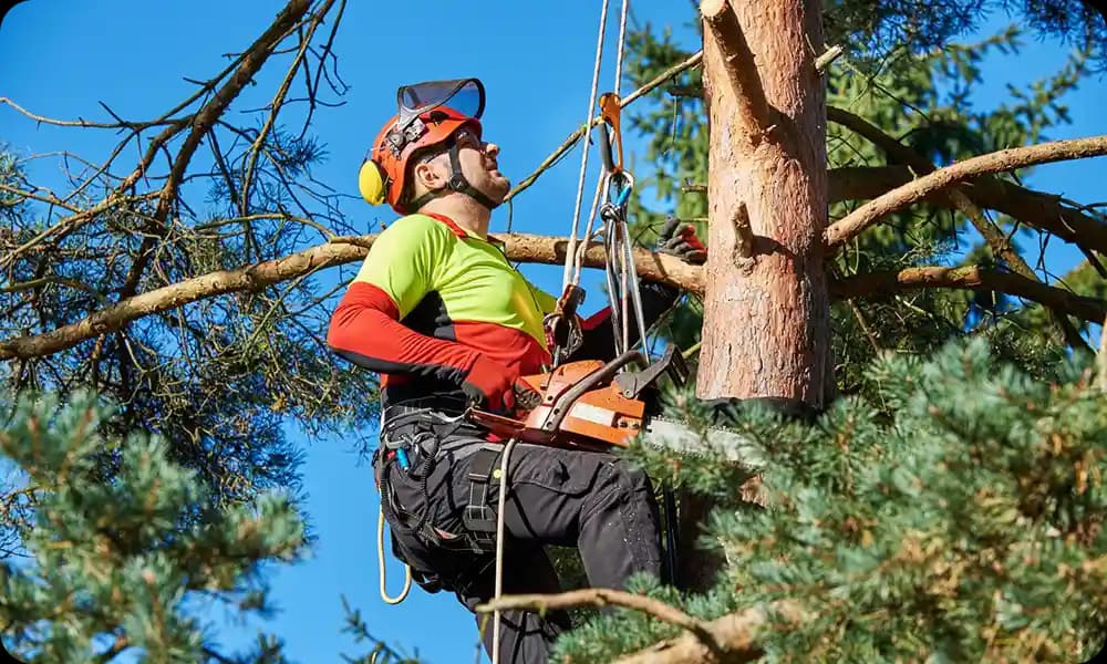 A tree surgeon climbing to the top of a tree with chainsaw in hand