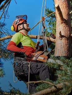 Tree surgeon